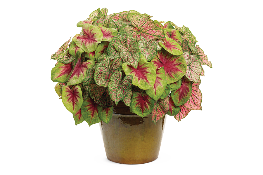 2024 National Recipe - Sunshine State by Proven Winners