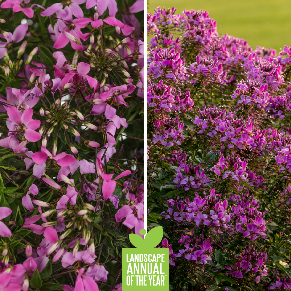 Proven Winners Flowering Shrub of the Year - Wine and Spirits