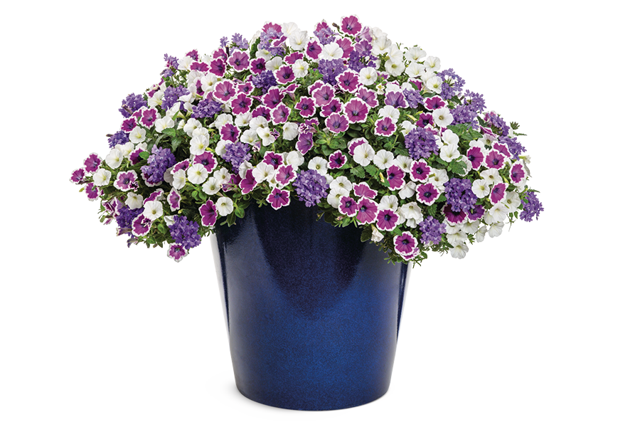 2024 National Recipe - Polar Peach by Proven Winners