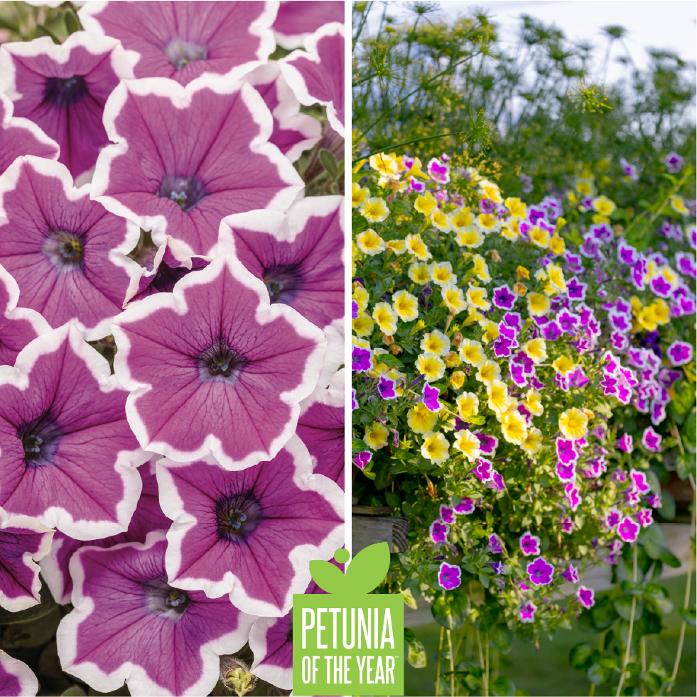 Proven Winners Hydrangea of the Year - Let's Dance Sky View