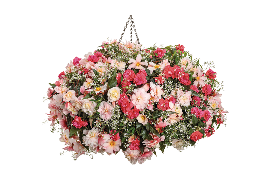 2024 National Recipe - Polar Peach by Proven Winners