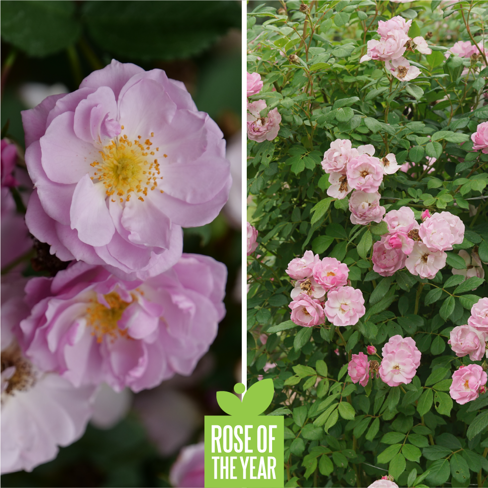 Proven Winners Rose of the Year - Oso Easy Peasy