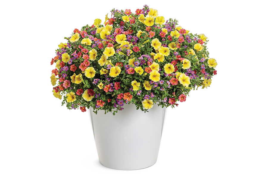 2024 National Recipe - Sunshine State by Proven Winners