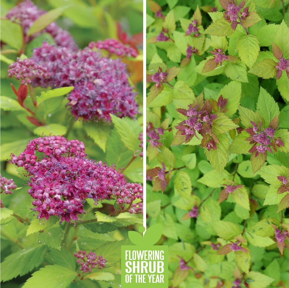 Proven Winners Shrub of the Year - Fizzy Mizzy