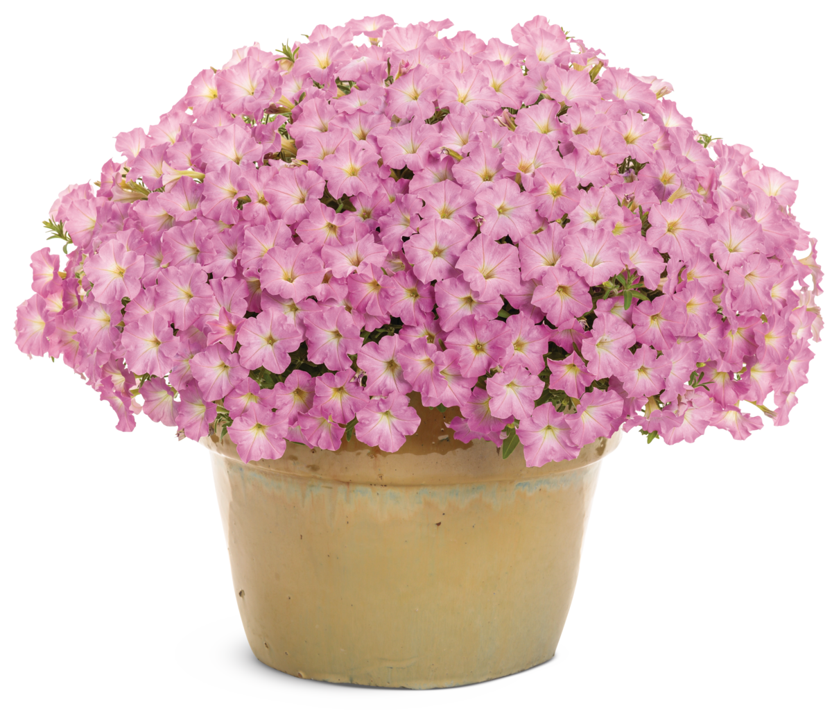 Supertunia Vista® Jazzberry