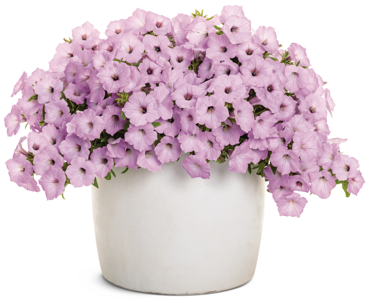 Supertunia Vista® Jazzberry