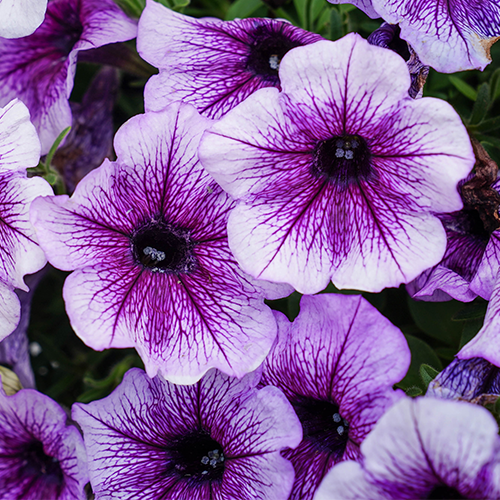 Petunia-Supertunia(R)-Bordeaux(TM)-Petunia