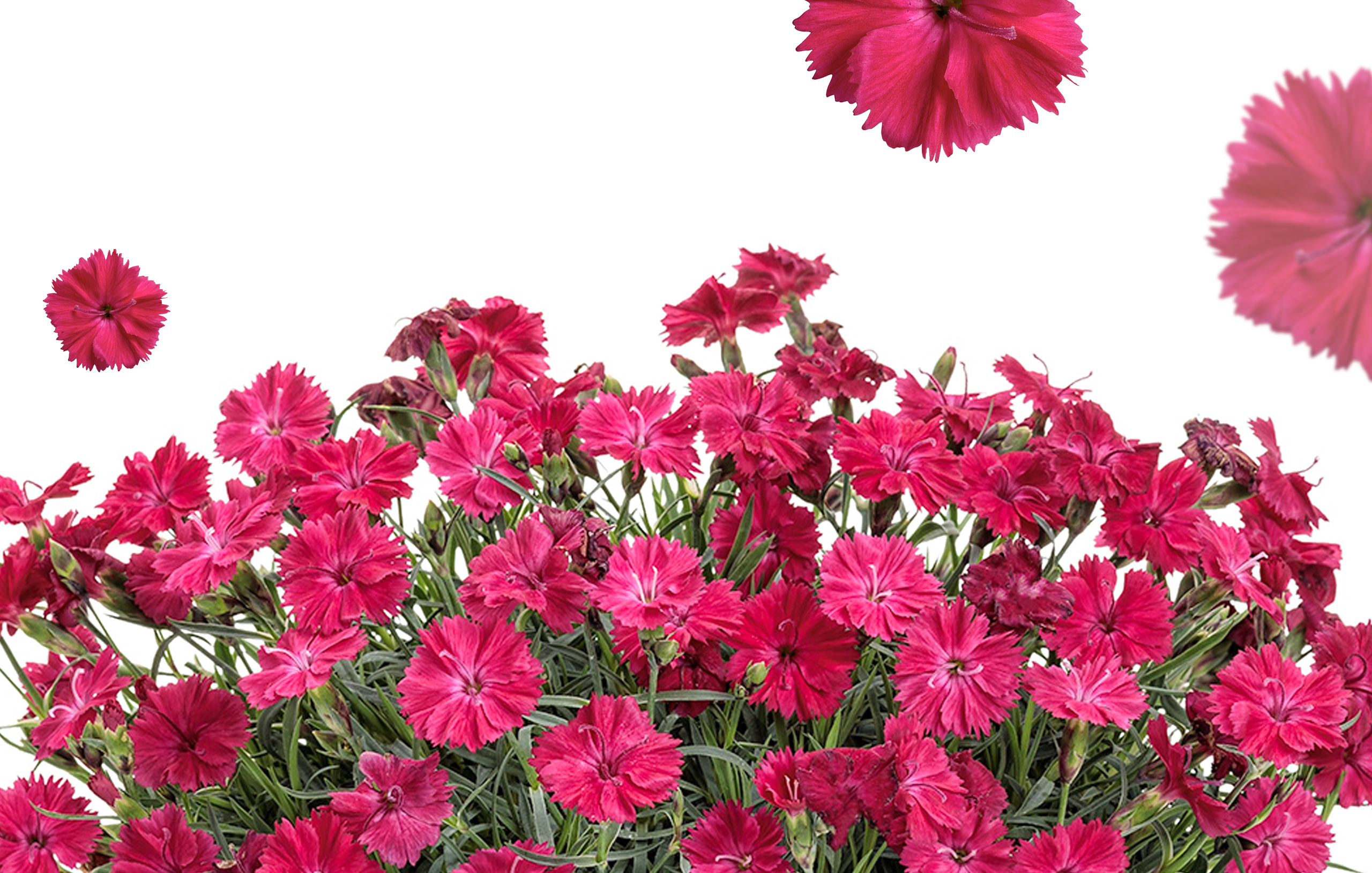 fourstar_retailers_perennials_footer_Dianthus-Paint-the-Town-Red-mono