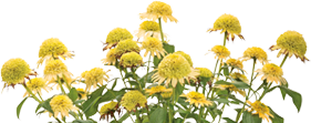 Echinacea-Double-Coded-Butter-Pecan
