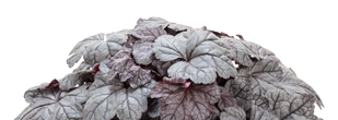 Heuchera Dolce Frosted Berry