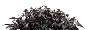 Ipomoea-Midnight-Lace