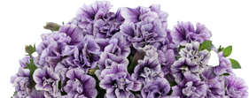 Supertunia-Priscilla
