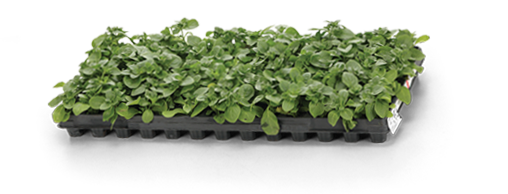 Supertunia-Trailing-Blue-veined_Tray