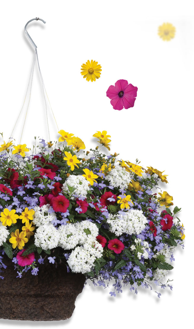 hanging-basket