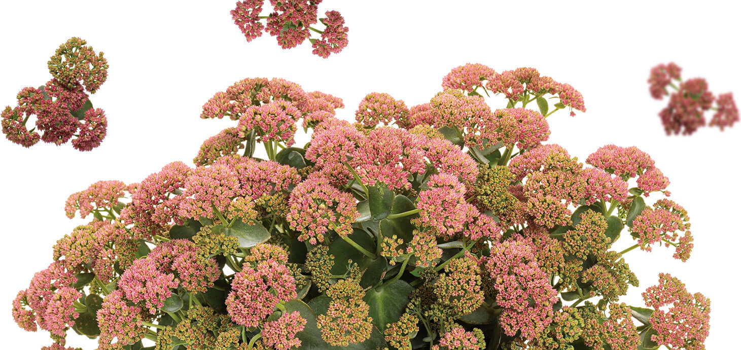 inner-page-footer-flowers