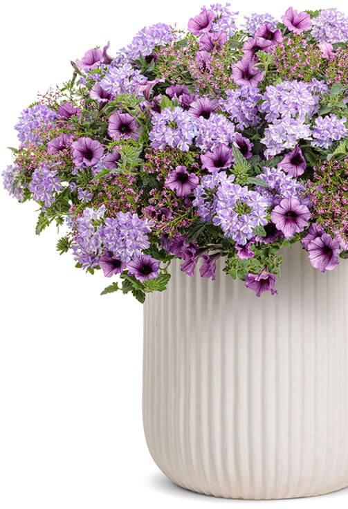 purple-flower-right