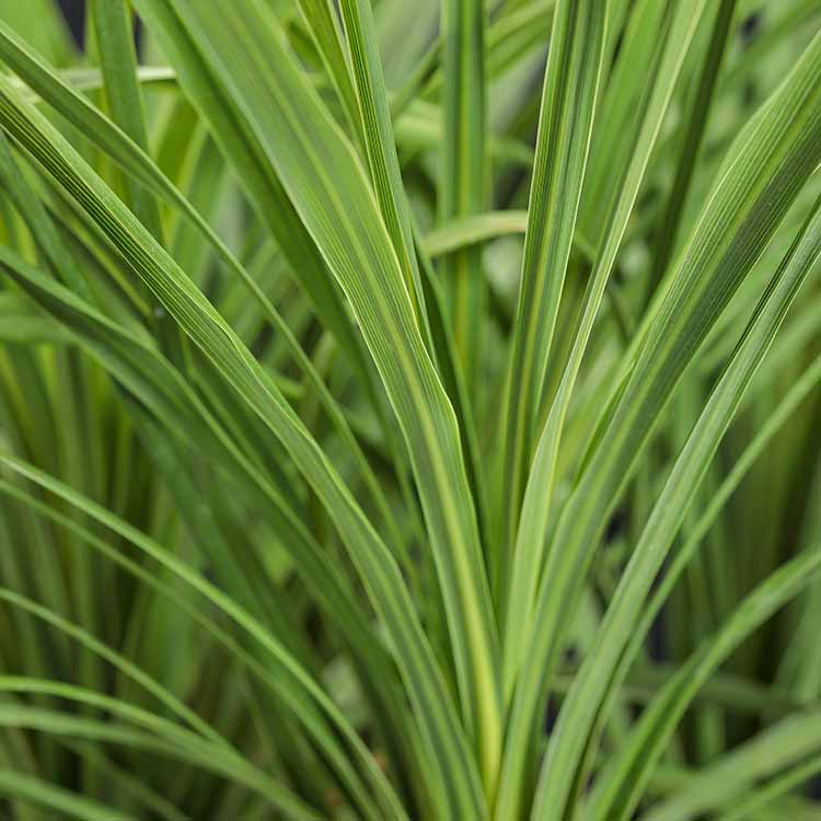 Spikes-Dracaena