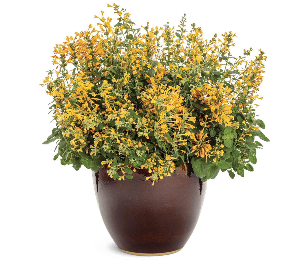 Agastache-Maestro-Coral-12514-mono-1201x1059-c408a33 (1)