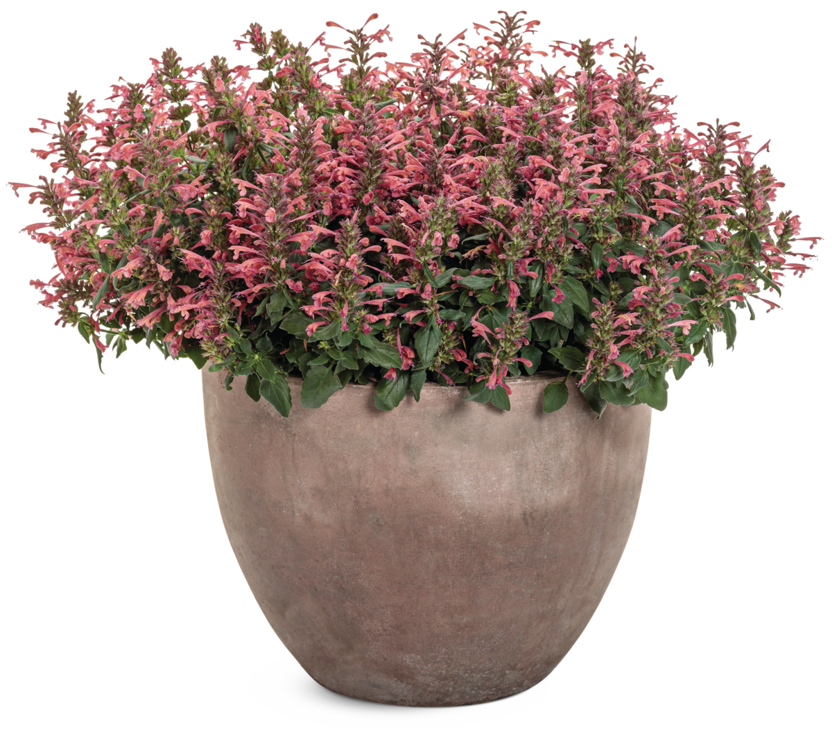 Agastache Maestro Coral 12514 mono-1201x1059-c408a33