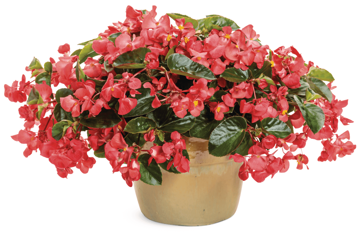 Begonia Surefire Cascade Red 12825 mono-1201x783-e3dc10a