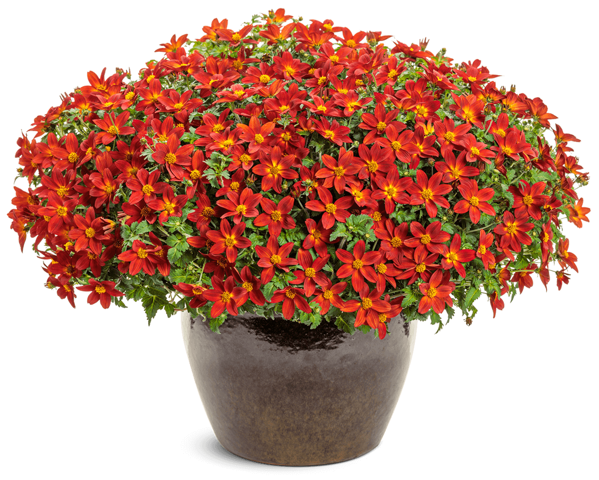 Bidens Campfire Red Ember 12816 mono-1201x962-8986f7a