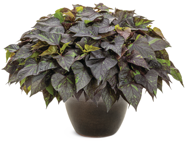 Ipomoea Sweet Caroline Sweetheart Shadowstorm 12823 mono-600x454-0f7d095