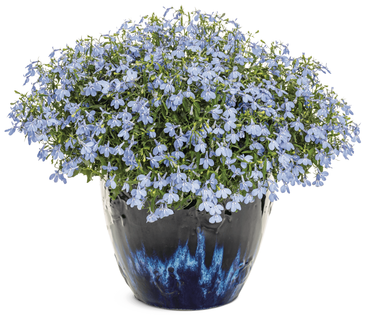 Lobelia Laguna Royale Azure 12820 mono-1200x1051-80ae09a