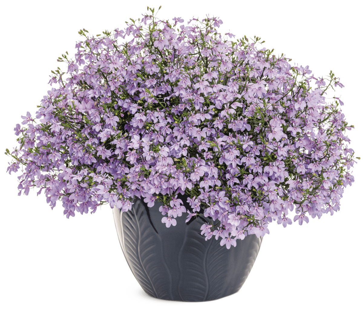 Lobelia Laguna Royale Lilac 12818 mono-1200x1021-74638f2
