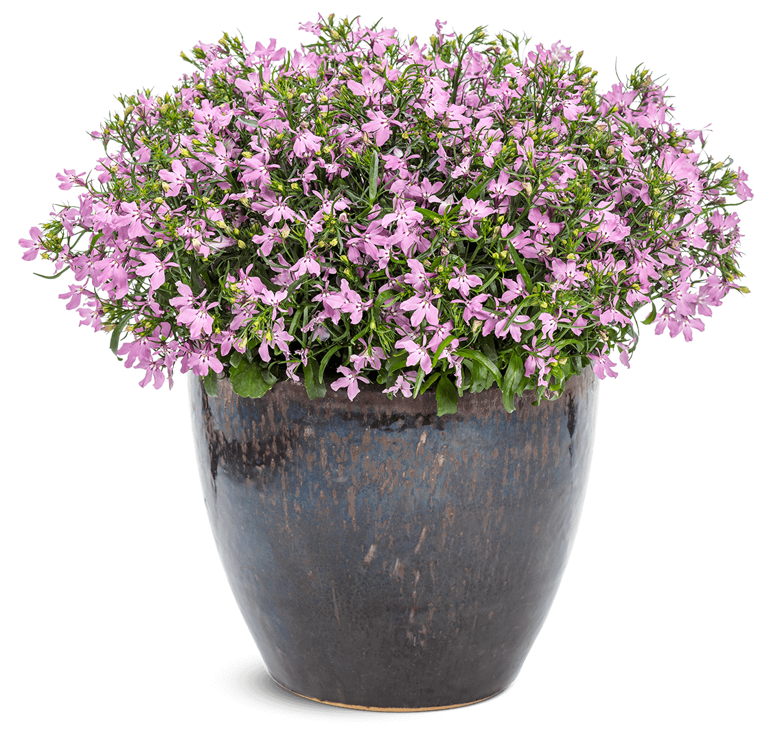Lobelia Laguna Royale Pink 12819 mono