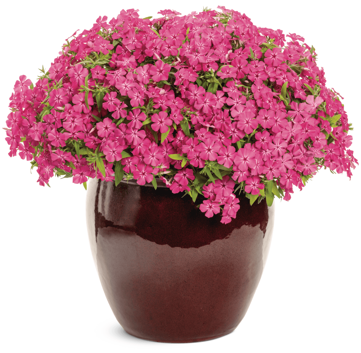 Phlox Southern Blaze Bright Pink 12828 mono-1201x1174-b89b26e