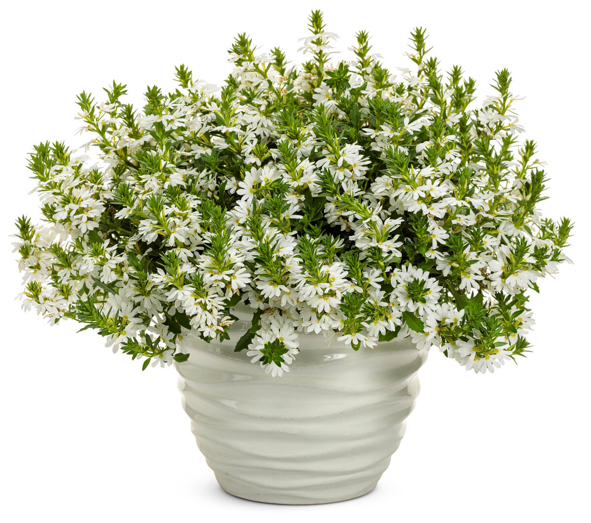 Scaevola Whirlwind White 12305 mono-1200x1062-47d614d