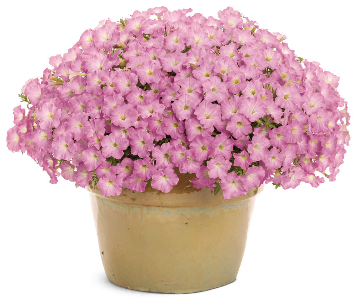 Supertunia Mini Vista Pink Cloud 12822 mono-1200x1025-e91b8c1 (1)