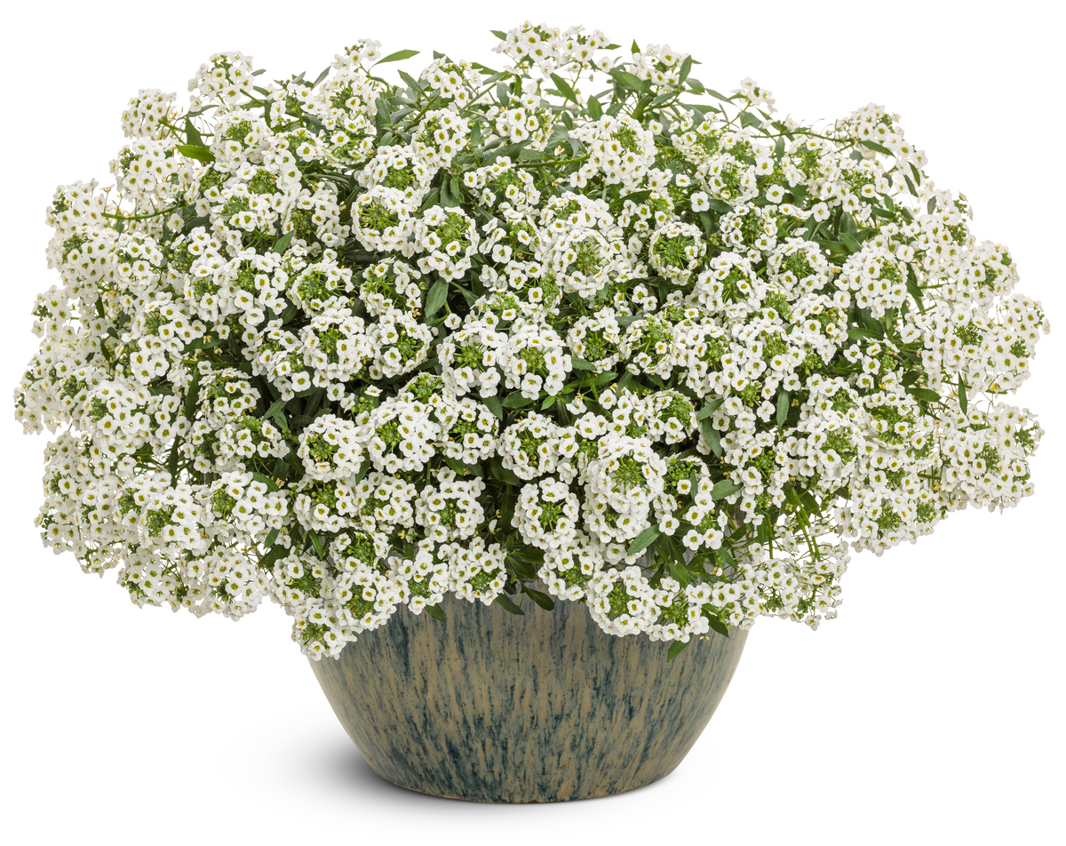 Lobularia White Knight 12827 mono-1200x952-b3a6c57