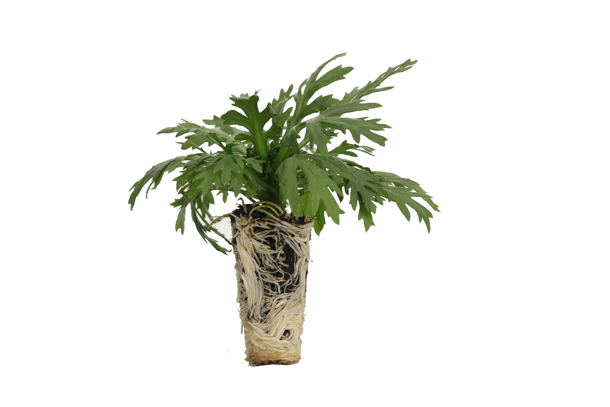 Golden Butterfly Argyranthemum 52-plug-2018-RBC-1032-1200x800-5b2df79