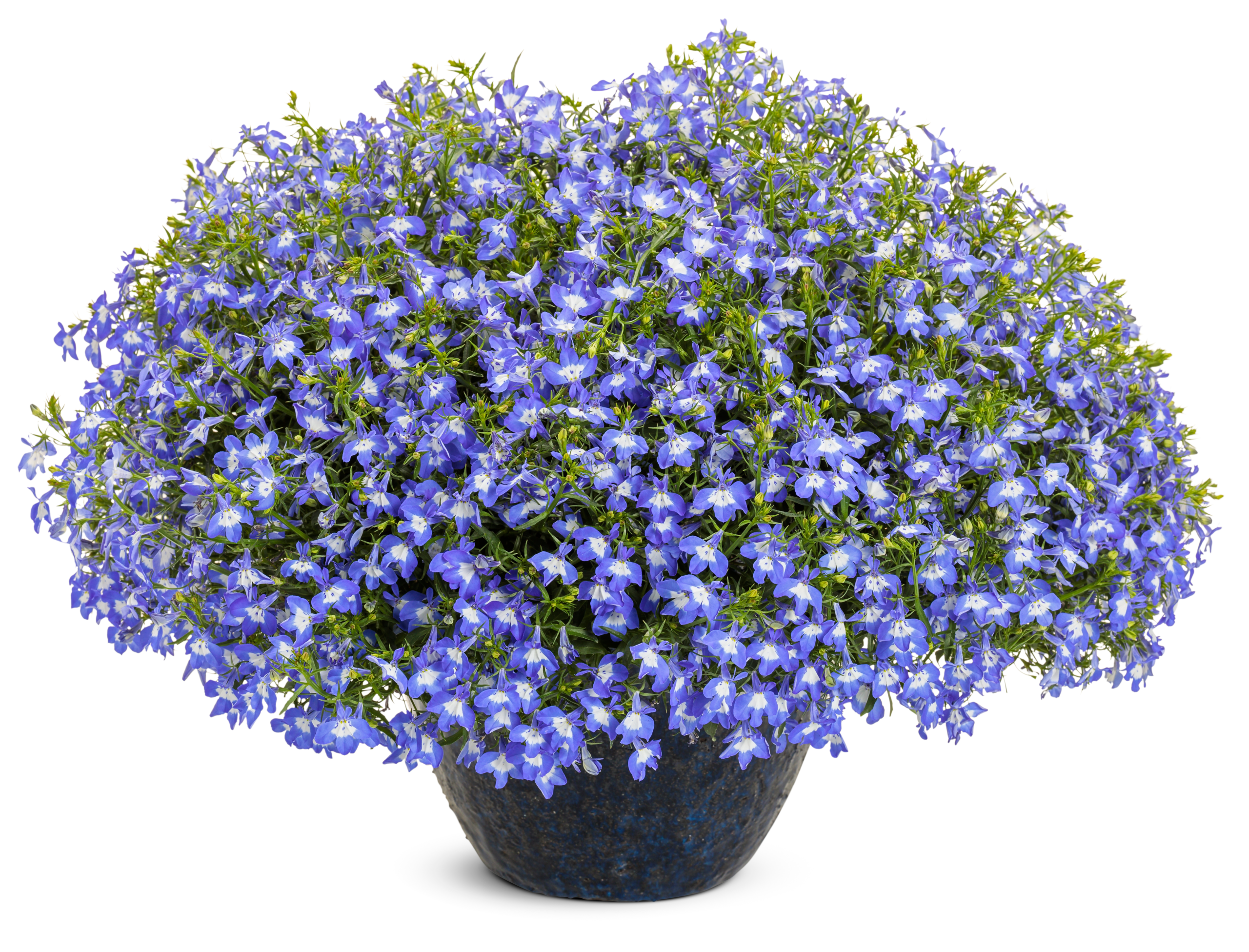 Lobelia_erinus_LagunaR_Compact_Blue_with_Eye_11885_B_1