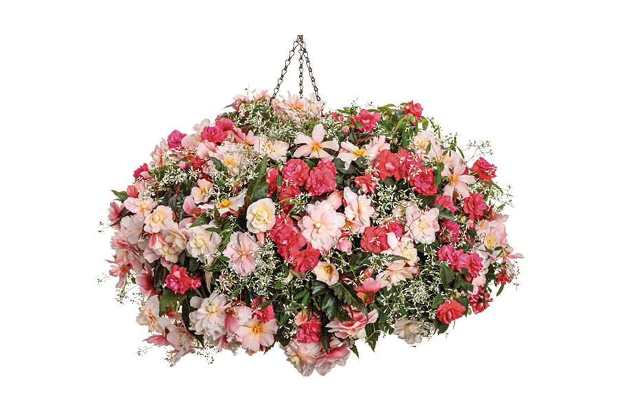 Vista (1) 2024 National Recipe - Polar Peach by Proven Winners