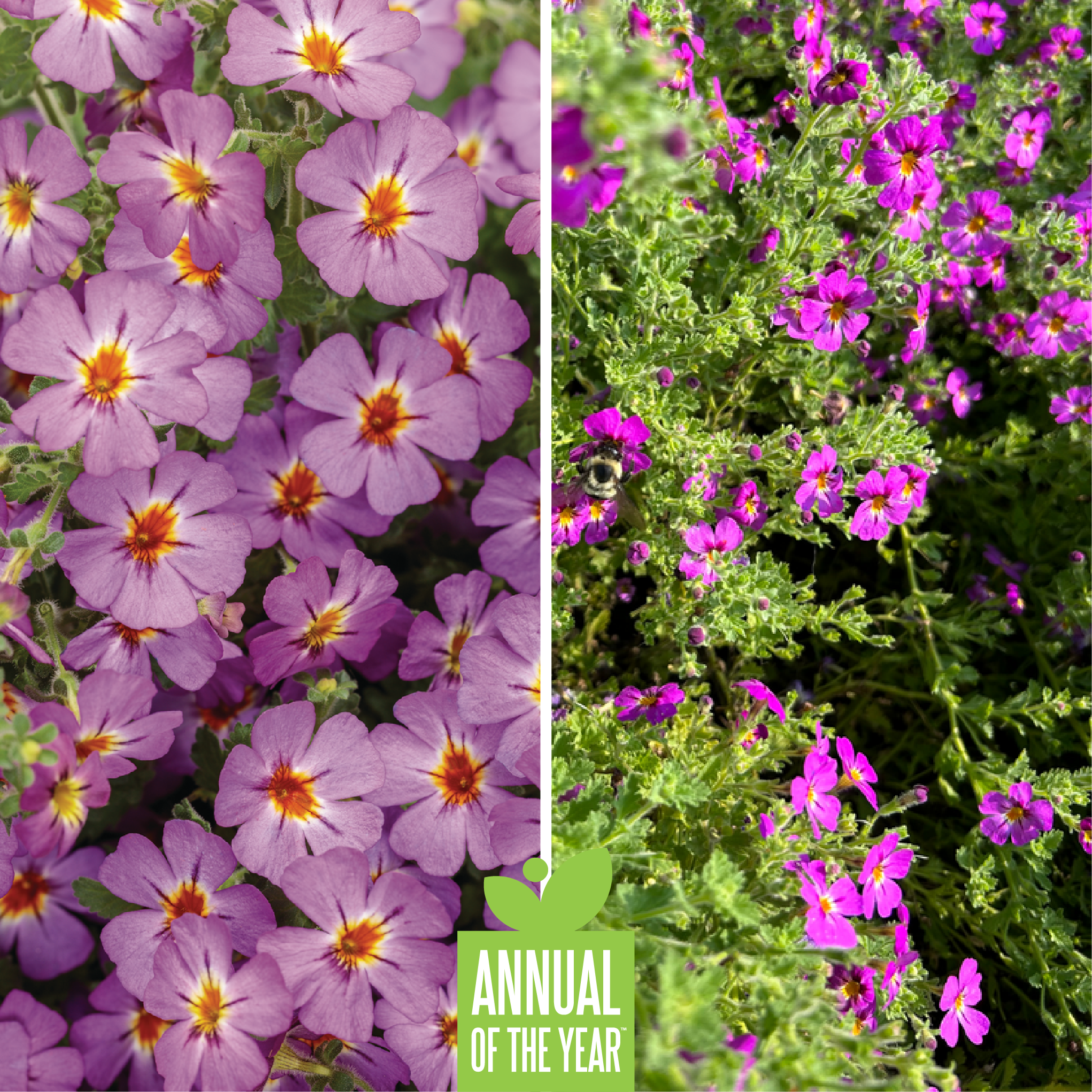 Proven Winners Annual of the Year - Supertunia Vista Jazzberry