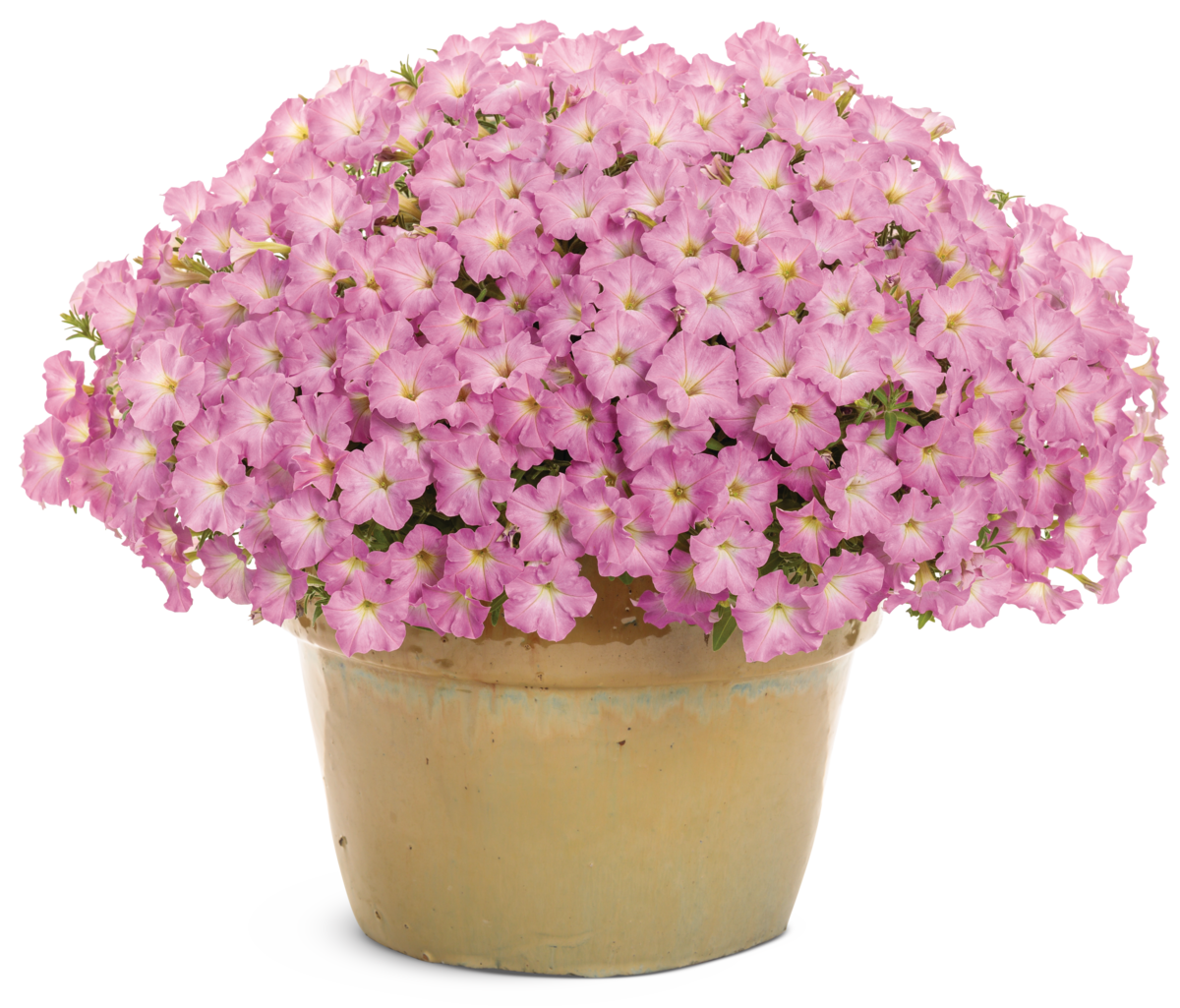 Supertunia Mini Vista Pink Cloud 12822 mono-1200x1025-e91b8c1 Supertunia Vista® Jazzberry