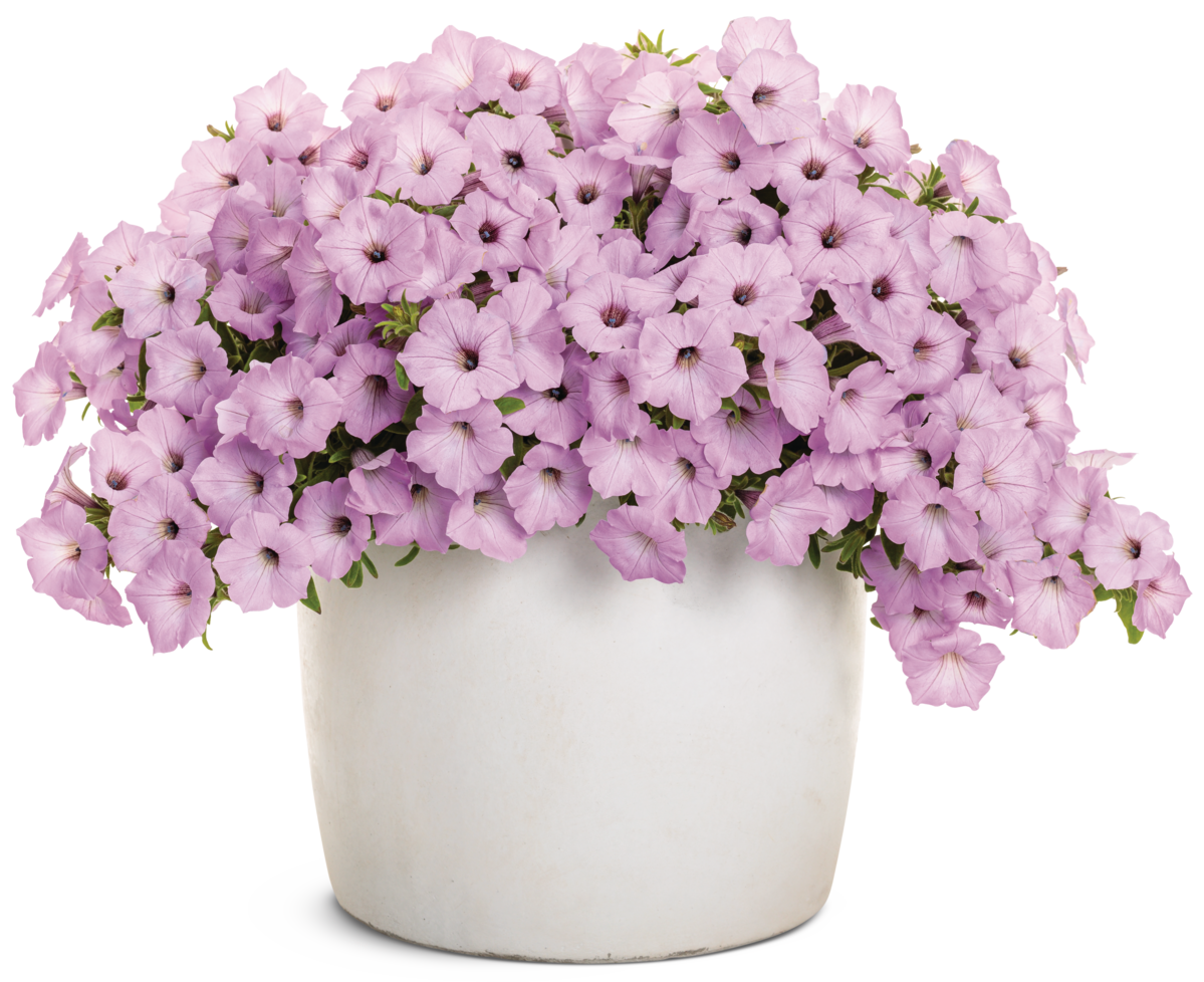 Supertunia Vista® Jazzberry Supertunia Vista® Jazzberry