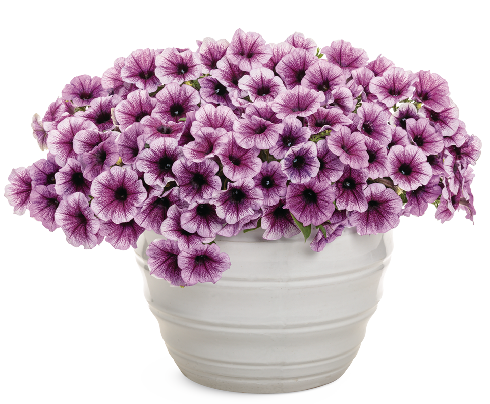 1144460587 Supertunia® Limoncello