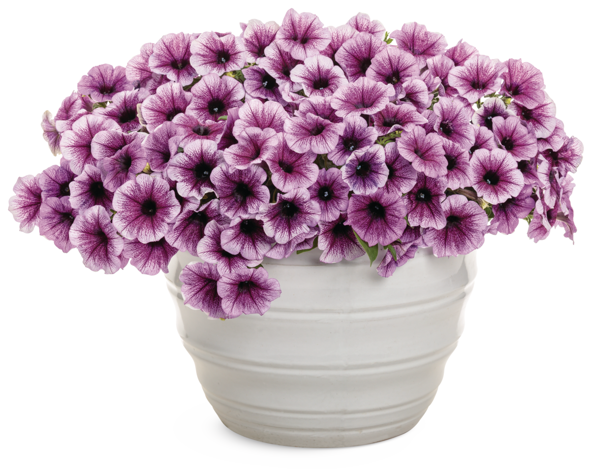 Agastache Maestro Coral 12514 mono-1201x1059-c408a33