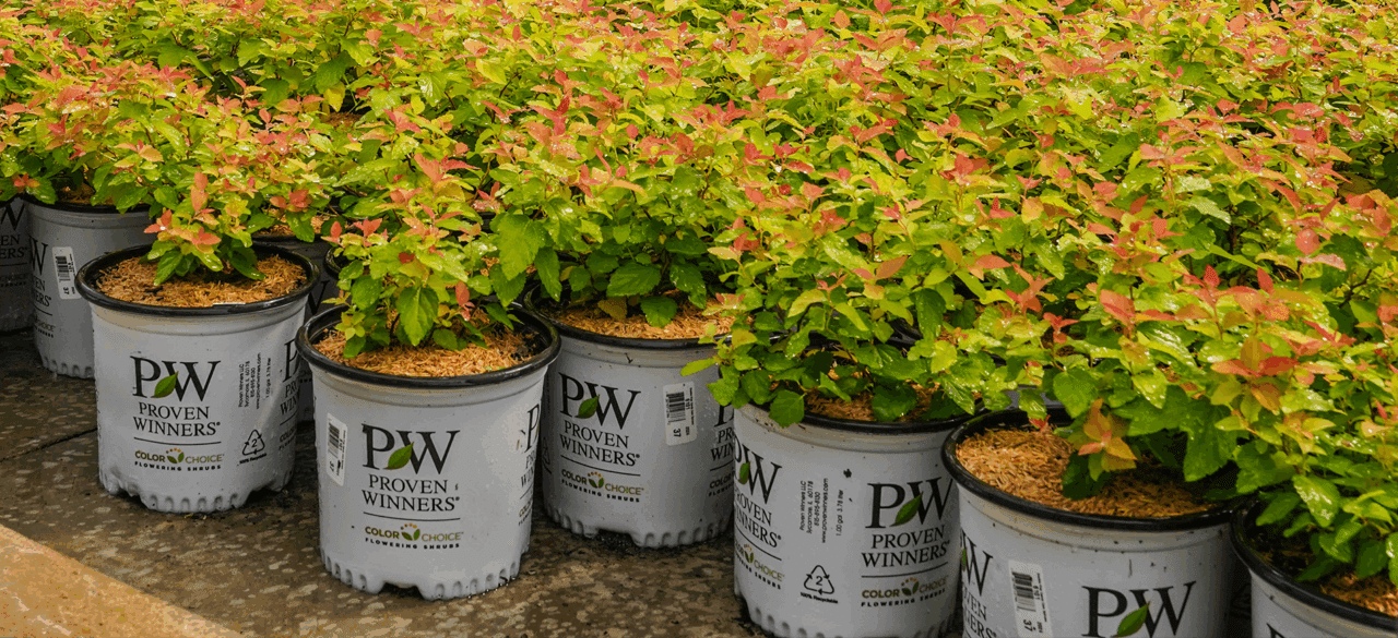 How to Order - Four Star | Grower & Supplier of Proven Winners